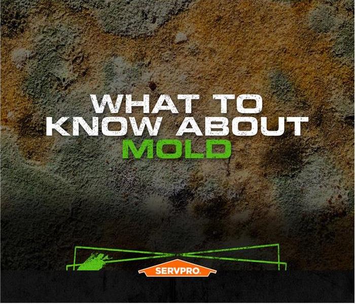 poster what to know about mold
